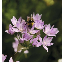 Een hommel op een paarse sieruienbloem.