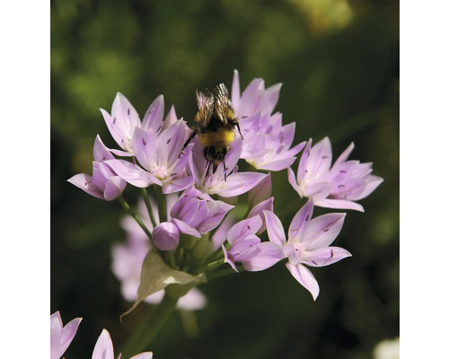 Een hommel op een paarse sieruienbloem.