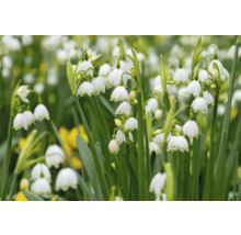 Close-up van lenteklokjes met hangende, klokvormige bloemen