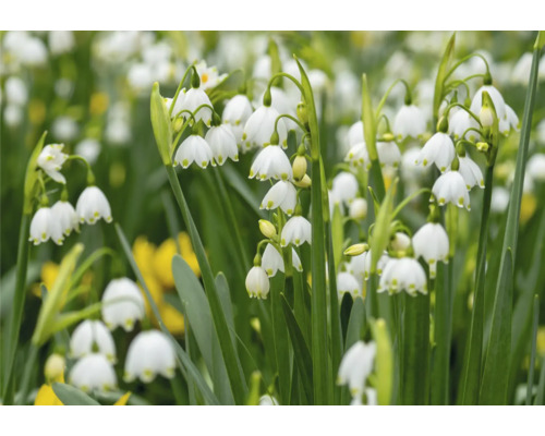 Close-up van lenteklokjes met hangende, klokvormige bloemen