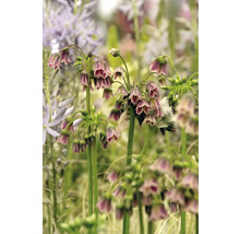 Close-up van Nectaroscordum bloemen
