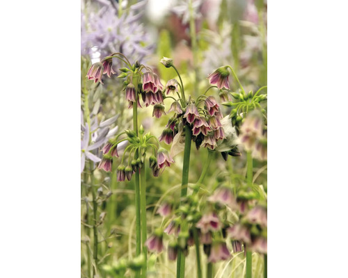 Close-up van Nectaroscordum bloemen