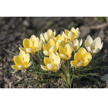 Gele krokussen in de tuinborder
