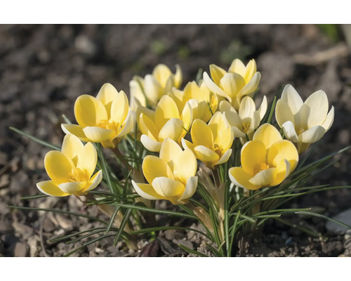 Gele krokussen in de tuinborder