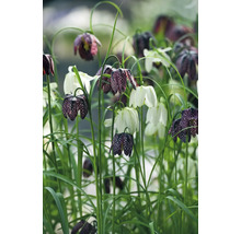 Kievitsbloemen in de tuinborder