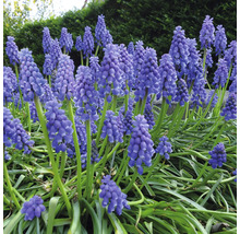 Close-up van bloeiende blauwe druifjes in de tuin.