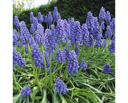 Close-up van bloeiende blauwe druifjes in de tuin.