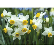 Narcissenbloemen met gele trompetten in close-up