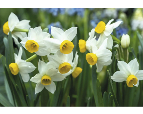Narcissenbloemen met gele trompetten in close-up