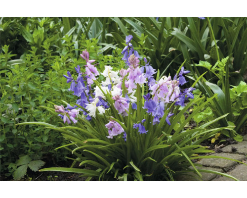 Bloeiwijze met hyacintklokjes in de tuin