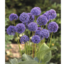 Bloeiende sierui in de tuin