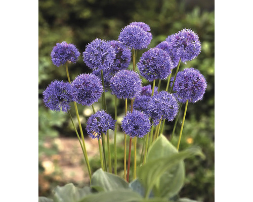 Bloeiende sierui in de tuin