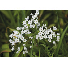 Close-up van grasbladeren met bundels bloembollen