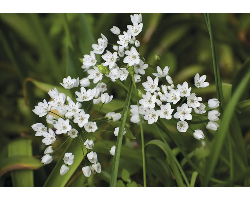 Close-up van grasbladeren met bundels bloembollen