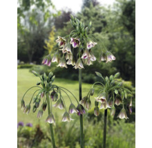 Bloeiende Allium Pendulinum planten in de tuin