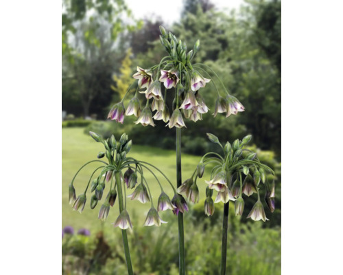 Bloeiende Allium Pendulinum planten in de tuin