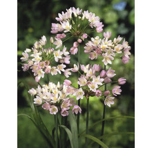 Close-up van Allium bloemhoofden