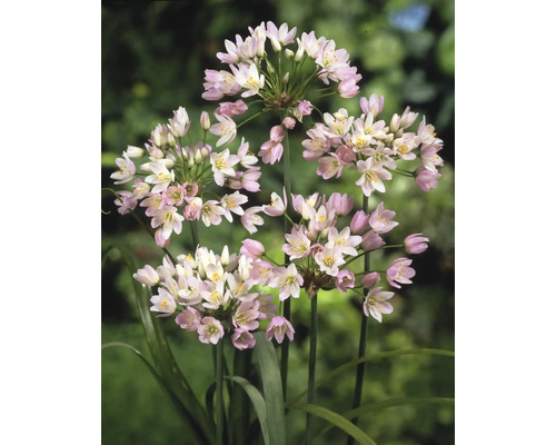 Close-up van Allium bloemhoofden
