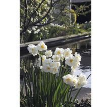 Narcissenbloemen in de tuin in de buurt van een waterpartij