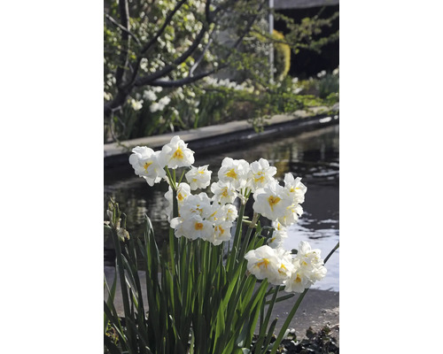 Narcissenbloemen in de tuin in de buurt van een waterpartij
