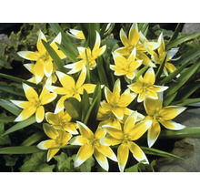 Groep geel-witte bostulpen in de tuin.