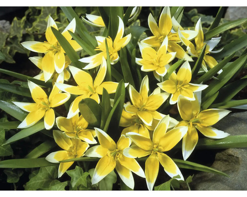 Groep geel-witte bostulpen in de tuin.