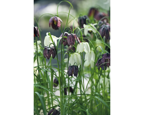 Kievitsbloemen in de tuin