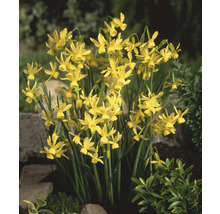 Gele narcissenbloemen in een tuinperk