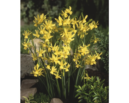 Gele narcissenbloemen in een tuinperk