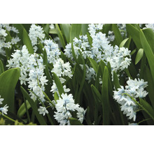 Close-up van Scilla siberica bloemen met bladeren