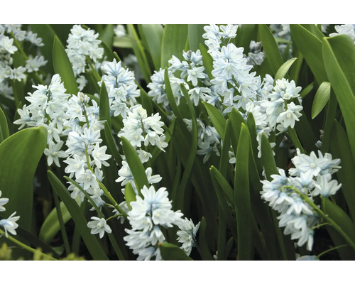 Close-up van Scilla siberica bloemen met bladeren