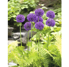 Groep sieruien in de tuinborder