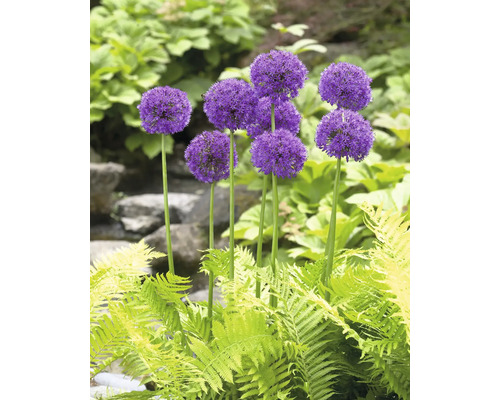 Groep sieruien in de tuinborder