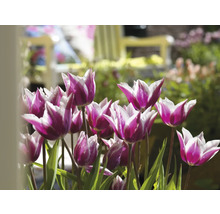 Close-up van paars-witte tulpen met groene bladeren in de tuin.