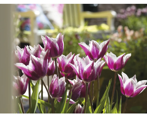 Close-up van paars-witte tulpen met groene bladeren in de tuin.