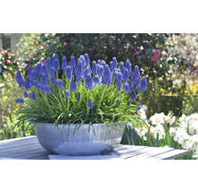 Blauw bloeiende blauwe druifjes in een schaal op een tuintafel