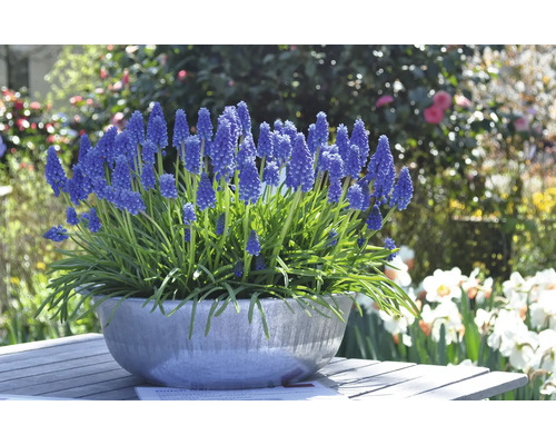 Blauw bloeiende blauwe druifjes in een schaal op een tuintafel