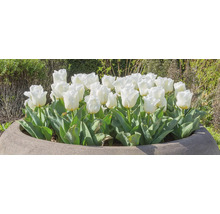 Groep witte tulpen in een plantenbak