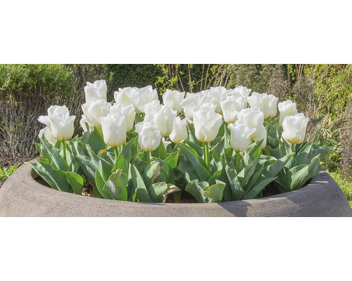 Groep witte tulpen in een plantenbak