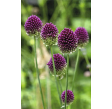 Close-up van sieruibloemen in de tuin