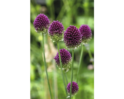 Close-up van sieruibloemen in de tuin