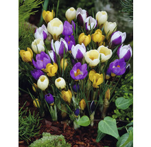 Bloeiende krokussen in de tuin