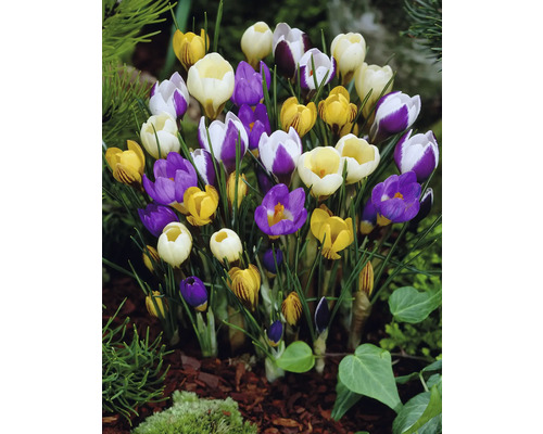 Bloeiende krokussen in de tuin