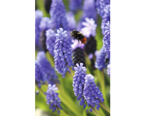 Blauwe druifhyacinten met een hommel