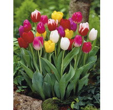 Bloeiende tulpen in de tuin.