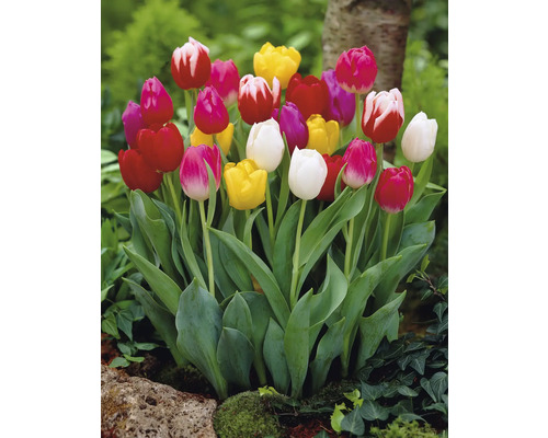 Bloeiende tulpen in de tuin.