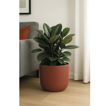 Rubberplant in pot als kamerplant