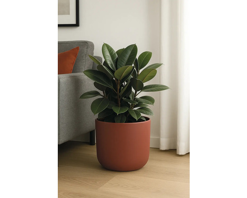 Rubberplant in pot als kamerplant