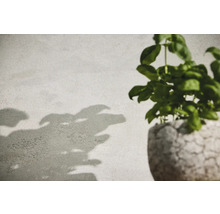 Basilicumplant in een pot met plantenschaduw op de muur