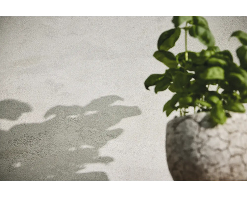 Basilicumplant in een pot met plantenschaduw op de muur